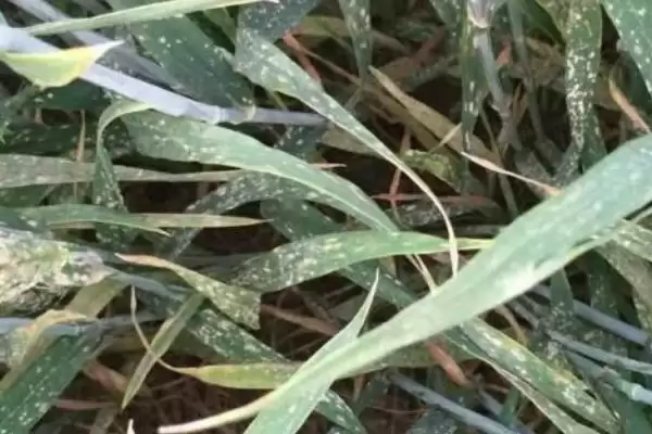 小麦赤霉病症状及病部粉红色霉层表现(小麦赤霉病症状及霉层表现)?插图1 小麦赤霉病症状及病部粉红色霉层表现(小麦赤霉病症状及霉层表现)?插图1