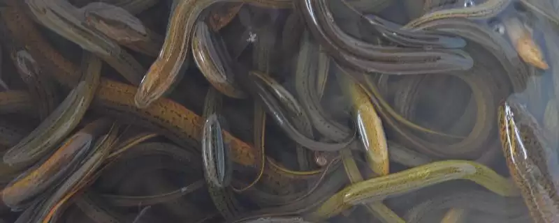 稻田养黄鳝亩利润及收益情况分析(在稻田中养黄鳝的亩利润如何及分析)？-会东网