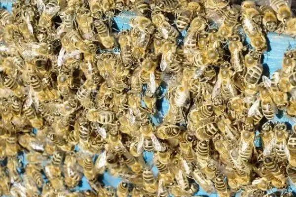 中蜂巢虫病防治方法及淘汰旧脾要点(怎么防治中蜂巢虫病及淘汰旧脾要点)？插图3