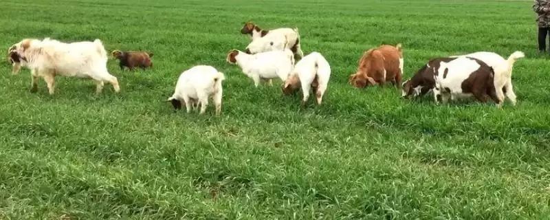 防止羊啃麦苗的用药相关问题(打什么药可以防止羊啃麦苗,一般不建议使用药剂来避免羊啃麦苗)?插图 防止羊啃麦苗的用药相关问题(打什么药可以防止羊啃麦苗,一般不建议使用药剂来避免羊啃麦苗)?插图