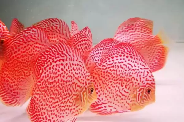 神仙鱼混养鱼类推荐(神仙鱼可与7种鱼混养)?插图6 神仙鱼混养鱼类推荐(神仙鱼可与7种鱼混养)?插图6