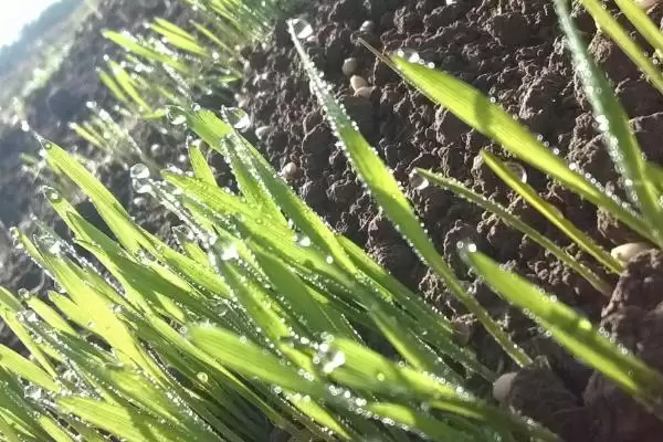 龙麦808小麦种子生育期情况(龙麦808平均生育期248天)？插图2