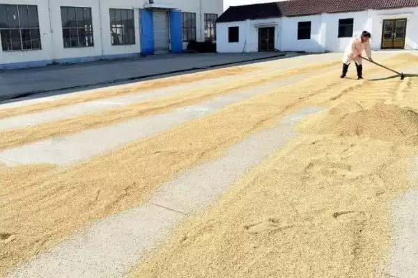 小麦播种前晒种目的及防霉防虫等作用(小麦播种前为啥晒种及作用)?插图3 小麦播种前晒种目的及防霉防虫等作用(小麦播种前为啥晒种及作用)?插图3