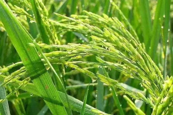 旱优796水稻种3月下旬至4月初播种要点(旱优796水稻种3月下旬至4月初播种要点)？插图2