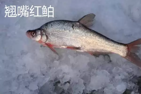 翘嘴红鲌简介(翘嘴红鲌是中上层大型淡水经济鱼类)？插图3