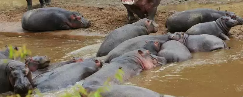河马能否私人养殖相关情况(河马能否私人养殖,属于危险动物不能私人养殖)?插图 河马能否私人养殖相关情况(河马能否私人养殖,属于危险动物不能私人养殖)?插图