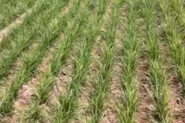 麦冬种子购买渠道介绍(麦冬种子选择正规销售商购买)？插图3