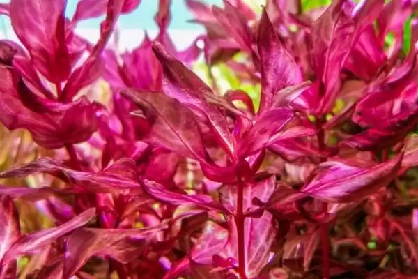 红蝴蝶水草养殖难度相关情况(红蝴蝶水草好不好养,栽培有一定难度)?插图2 红蝴蝶水草养殖难度相关情况(红蝴蝶水草好不好养,栽培有一定难度)?插图2