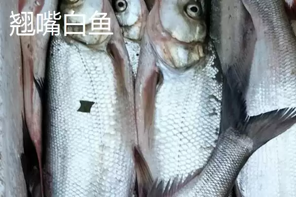 翘嘴红鲌简介(翘嘴红鲌是中上层大型淡水经济鱼类)？插图4