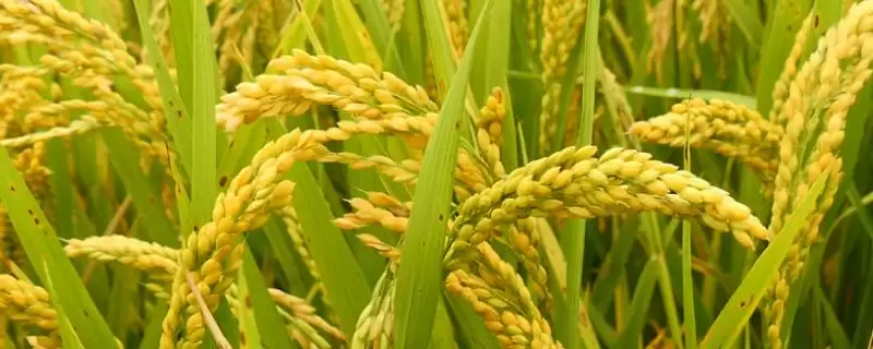 赣73优明占水稻种子高寒山区5月10日前播种(赣73优明占水稻种子高寒山区5月10日前播种有何道理)？-会东网