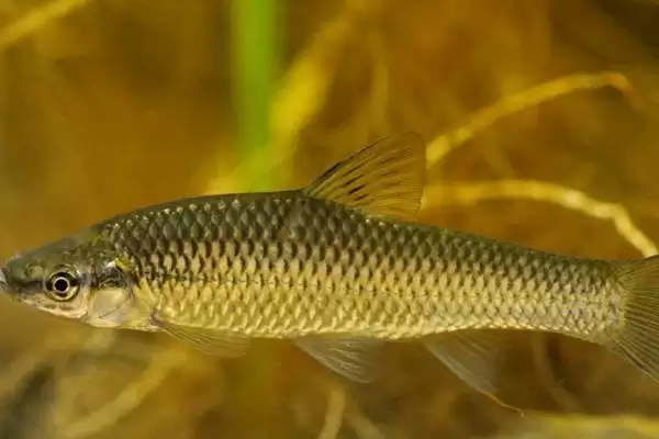 麦穗鱼简介(麦穗鱼是常见的小型淡水鱼类)?插图1 麦穗鱼简介(麦穗鱼是常见的小型淡水鱼类)?插图1