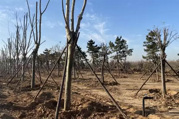 冬至后可以移栽树木(冬至后移栽树木有何注意事项)?插图1 冬至后可以移栽树木(冬至后移栽树木有何注意事项)?插图1