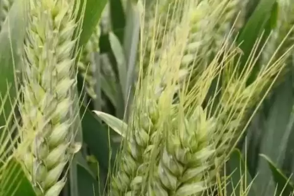 核春121小麦种情况、生育期(核春121小麦种简介,生育期105天)?插图2 核春121小麦种情况、生育期(核春121小麦种简介,生育期105天)?插图2