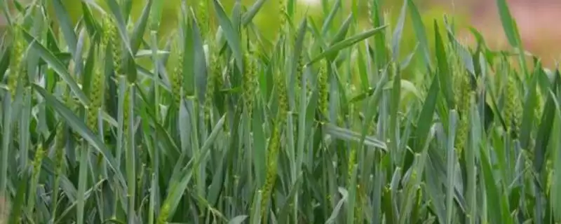 福麦18小麦品种情况、生育期(福麦18小麦品种简介，生育期194.8天)？-会东网