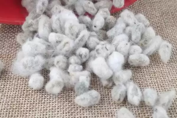 鲁棉247棉花种品种属性(鲁棉247转单价抗虫基因常规夏棉)？插图1