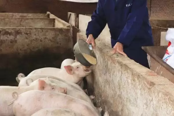 养猪喂食促进生长方法及饲料搭配(养猪喂什么食长得快及饲料搭配)?插图1 养猪喂食促进生长方法及饲料搭配(养猪喂什么食长得快及饲料搭配)?插图1
