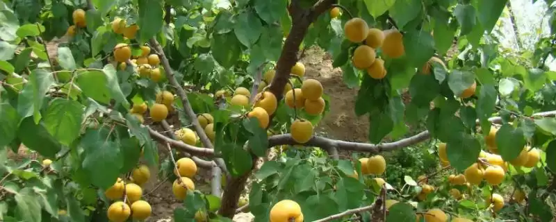 杏树坐果率低原因及品种环境管理因素(杏树坐果率为啥低及相关因素)？-会东网