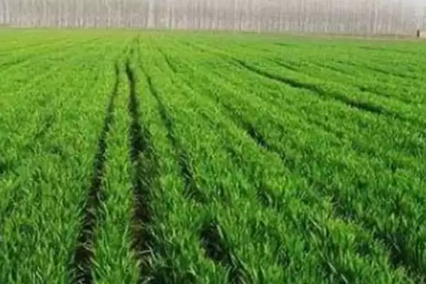 小麦穗尖发白原因及低温冻害等因素(小麦穗尖发白为啥及相关因素)？插图5