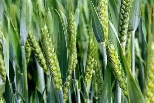 西农556小麦种子特征特性及足墒播种要点(西农556小麦种子特征及足墒播种要点)?插图1 西农556小麦种子特征特性及足墒播种要点(西农556小麦种子特征及足墒播种要点)?插图1