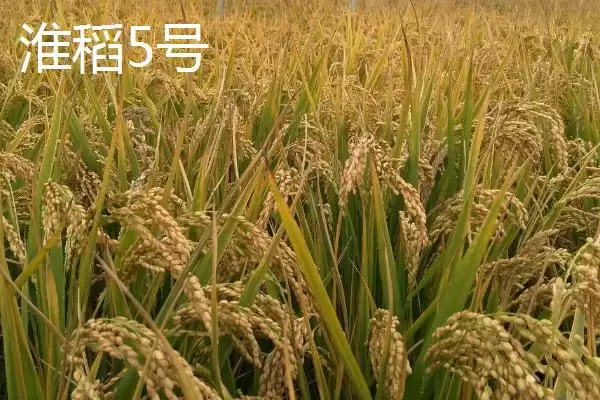 好吃的粳稻品种申优26符合国标一级优质米详情(好吃的粳稻品种申优26国标一级优质米详情)？插图5