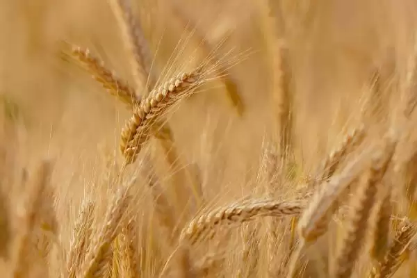 西农20小麦品种属性(西农20属半冬性品种)？插图2