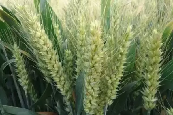 定西39号小麦品种情况、生育期(定西39号小麦品种简介，生育期110天)？插图2