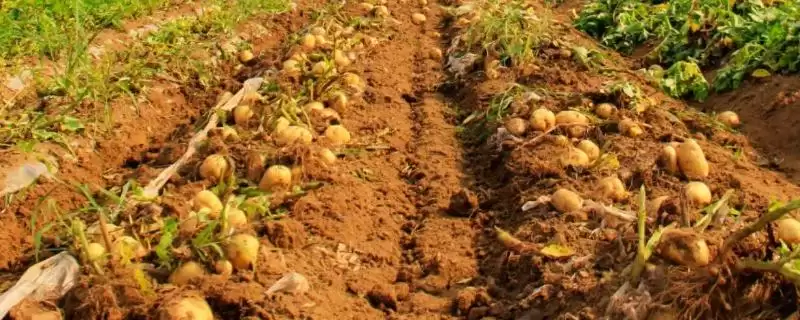 土豆种植方法介绍(土豆种植要确保水分等充足)?-会东网