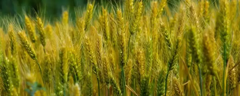淮麦47小麦种情况、病虫害防治(淮麦47小麦种简介，返青拔节期注意防治纹枯病)？-会东网