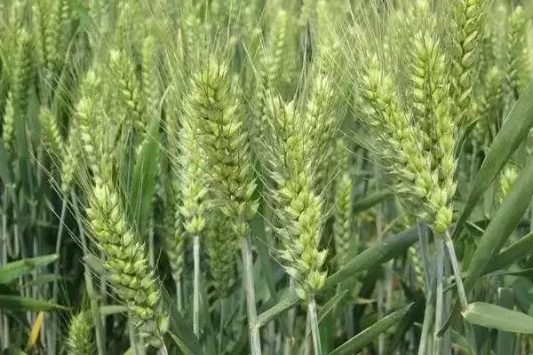 云麦84小麦种子特征特性与种植方式(云麦84小麦种子特征及种植方式)？插图3