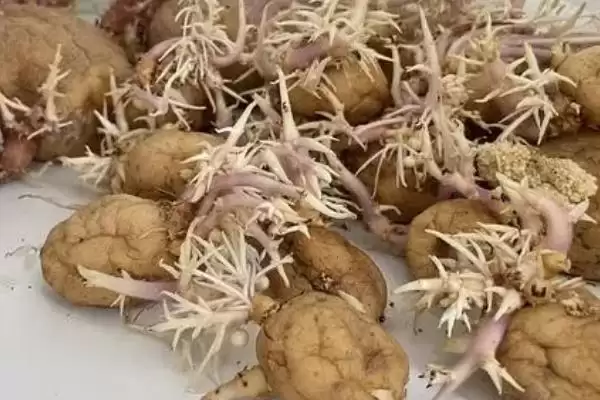 春马铃薯催芽可采用多种方法(春马铃薯催芽方法有何特点与适用情况)？插图2
