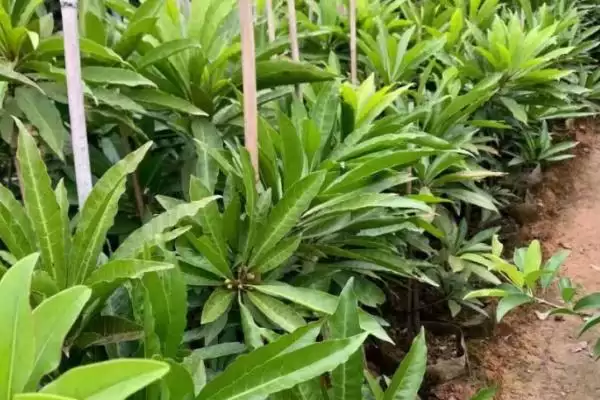 蛋黄果幼树期每隔月至少要施一次肥(蛋黄果幼树期施肥规律有何作用)？插图3