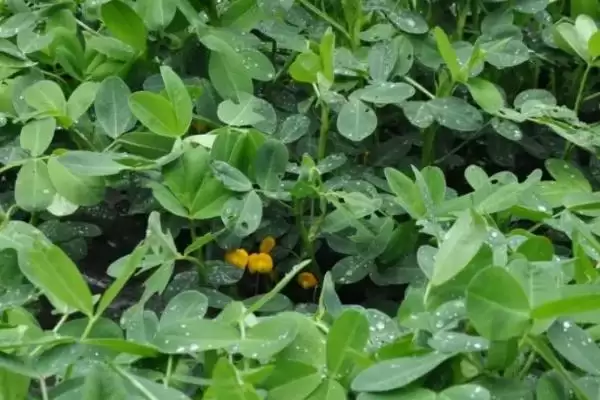 夏花生种植时间及不同地区差异说明(夏花生何时种及地区差异)?插图4 夏花生种植时间及不同地区差异说明(夏花生何时种及地区差异)?插图4