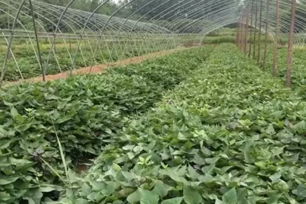 甘薯冷床育苗技术相关要点(甘薯冷床育苗技术简介,需调好温、浇好水、炼好苗等)?插图2 甘薯冷床育苗技术相关要点(甘薯冷床育苗技术简介,需调好温、浇好水、炼好苗等)?插图2