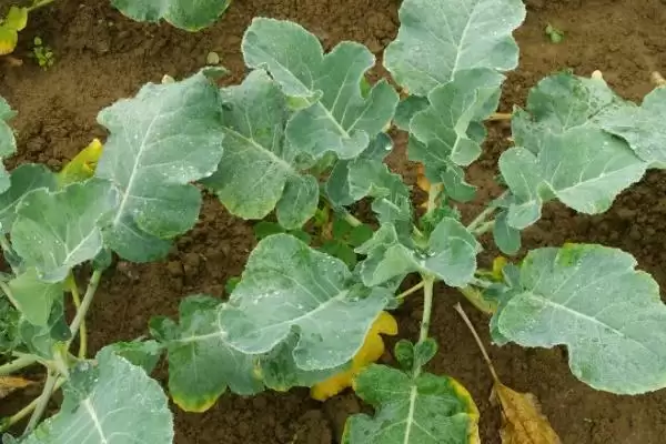 鹅不能吃的植物种类情况(鹅不能吃什么植物，不能吃臭椿叶、灰灰菜、楝树叶等)？插图5