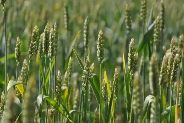 宁春58号小麦种子播期介绍(宁春58号适宜播种期2月下旬-4月上旬)?插图1 宁春58号小麦种子播期介绍(宁春58号适宜播种期2月下旬-4月上旬)?插图1