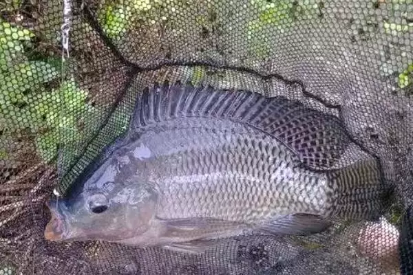 罗非鱼垂钓水层选择(罗非鱼一般以钓底为主)?插图3 罗非鱼垂钓水层选择(罗非鱼一般以钓底为主)?插图3