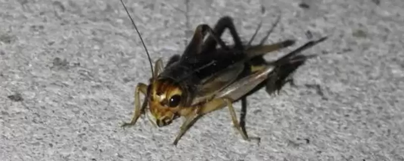 蟋蟀常见品种介绍及中华等品种特点(蟋蟀常见品种及中华等品种特点)?-会东网