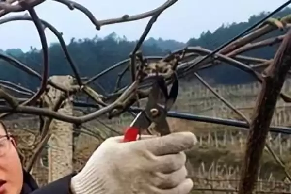 软枣猕猴桃北方过冬方法(软枣猕猴桃北方入冬前需修剪、施肥)?插图1 软枣猕猴桃北方过冬方法(软枣猕猴桃北方入冬前需修剪、施肥)?插图1