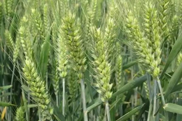 河农6331小麦品种情况、病虫害防治(河农6331小麦品种简介，注意防治白粉病和蚜虫)？插图3