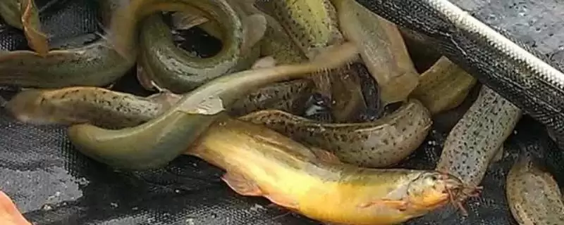 钓泥鳅是否需要打窝情况(钓泥鳅需要打窝吗，通常不需要打窝)？-会东网