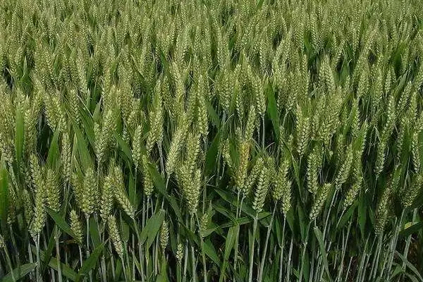 洛麦40小麦品种播期介绍(洛麦40适宜播种期10月上中旬)？插图3