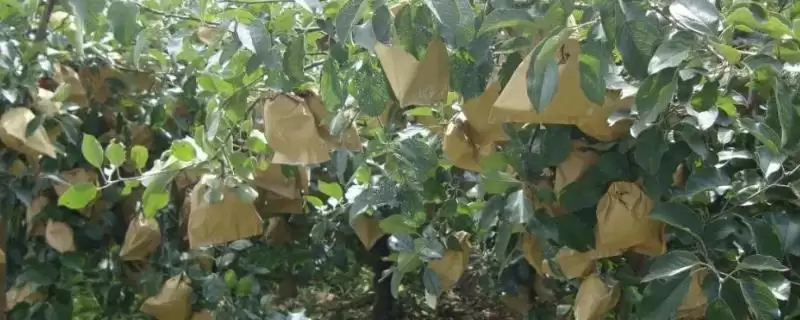 苹果园6月管理要点(苹果园6月管理需及时套袋)？-会东网