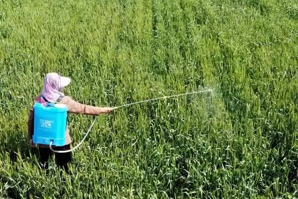 吡唑醚菌酯复配农药及代森联等复配情况(吡唑醚菌酯可以和哪些农药复配及情况)?插图3 吡唑醚菌酯复配农药及代森联等复配情况(吡唑醚菌酯可以和哪些农药复配及情况)?插图3