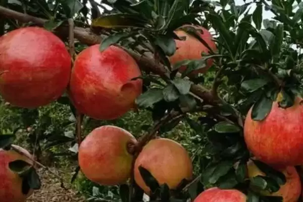 石榴种植方法及播种前种子处理要点(怎么种植石榴及播种前种子处理要点)?插图3 石榴种植方法及播种前种子处理要点(怎么种植石榴及播种前种子处理要点)?插图3