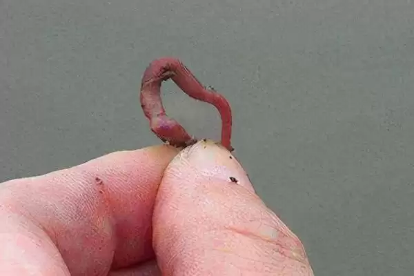 钓鱼用大蚯蚓和小蚯蚓对比(钓鱼用大蚯蚓好还是小蚯蚓好,各有优势)?插图4 钓鱼用大蚯蚓和小蚯蚓对比(钓鱼用大蚯蚓好还是小蚯蚓好,各有优势)?插图4