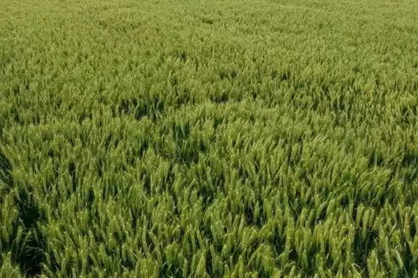 金海711小麦种子情况、全生育期(金海711小麦种子简介，全生育期231.7天)？插图2