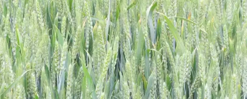 希普655小麦种子特点与生育期情况(希普655小麦种子特点及生育期)？-会东网