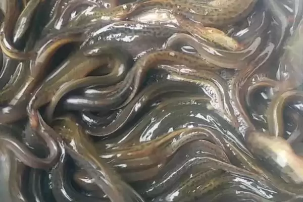 钓甲鱼方法及鱼竿要求相关说明(怎么钓甲鱼及对鱼竿要求说明)?插图6 钓甲鱼方法及鱼竿要求相关说明(怎么钓甲鱼及对鱼竿要求说明)?插图6