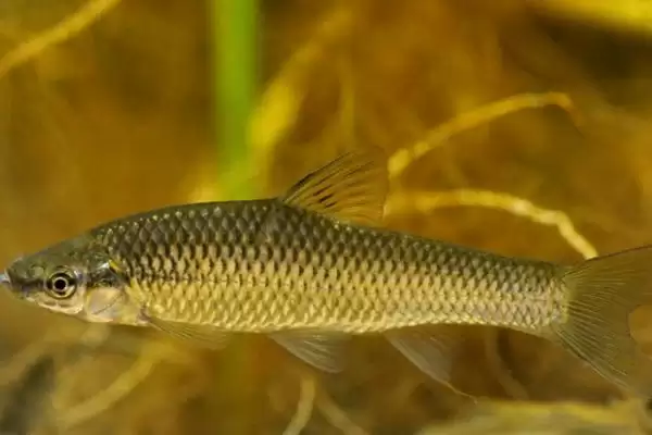 麦穗鱼简介(麦穗鱼是常见的小型淡水鱼)？插图1
