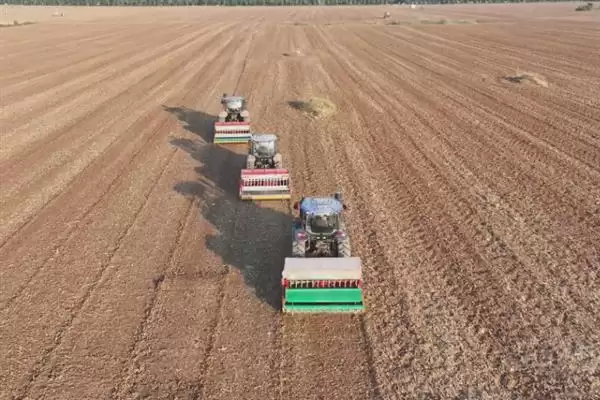 小麦叶枯病发病规律及4-5月发病情况(小麦叶枯病发病规律及发病时间)?插图6 小麦叶枯病发病规律及4-5月发病情况(小麦叶枯病发病规律及发病时间)?插图6